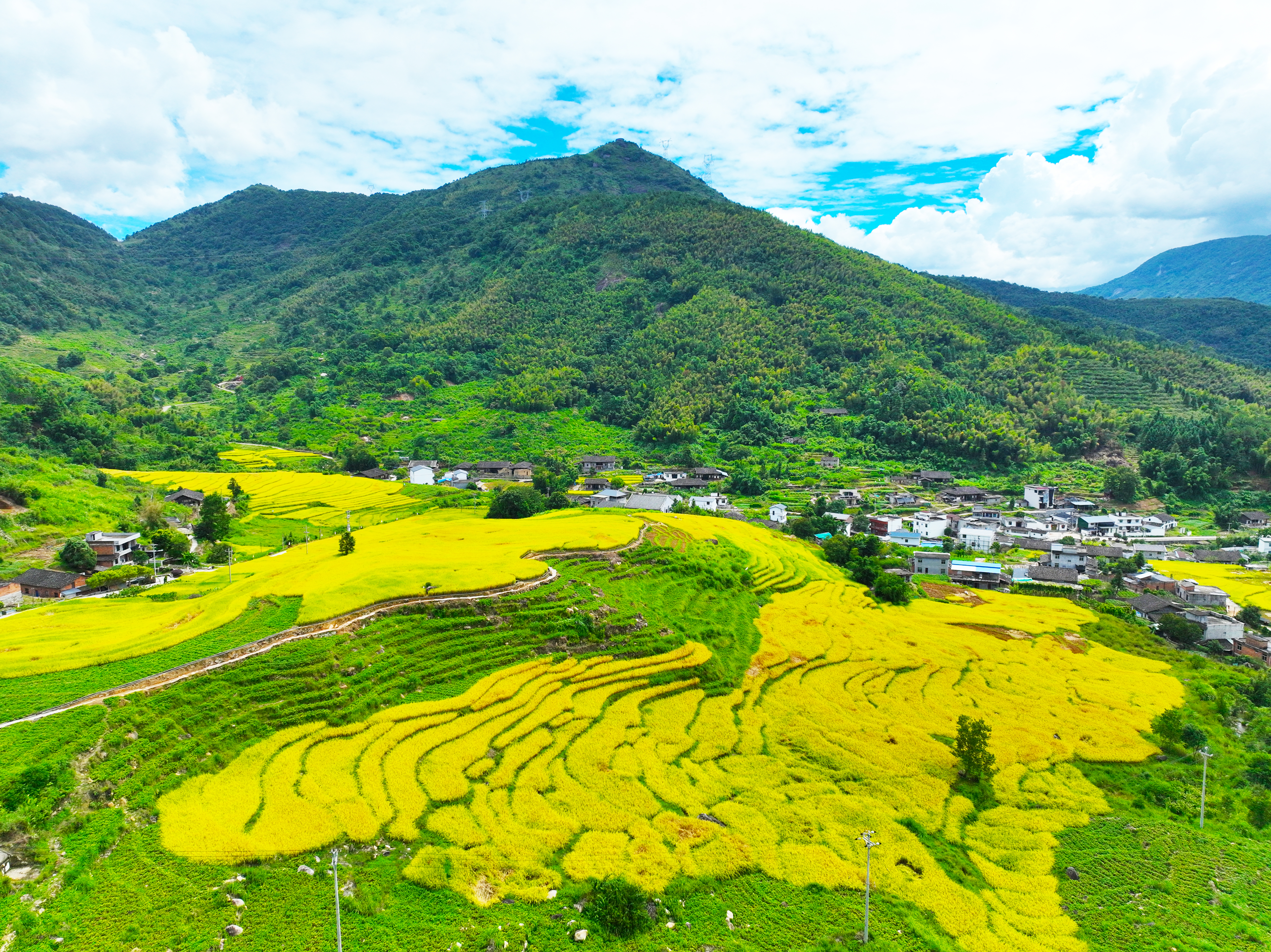 福建省福州市羅源縣洪洋鄉(xiāng)王認(rèn)村270多畝梯田的水稻成熟了（陳德鈞）1.jpg