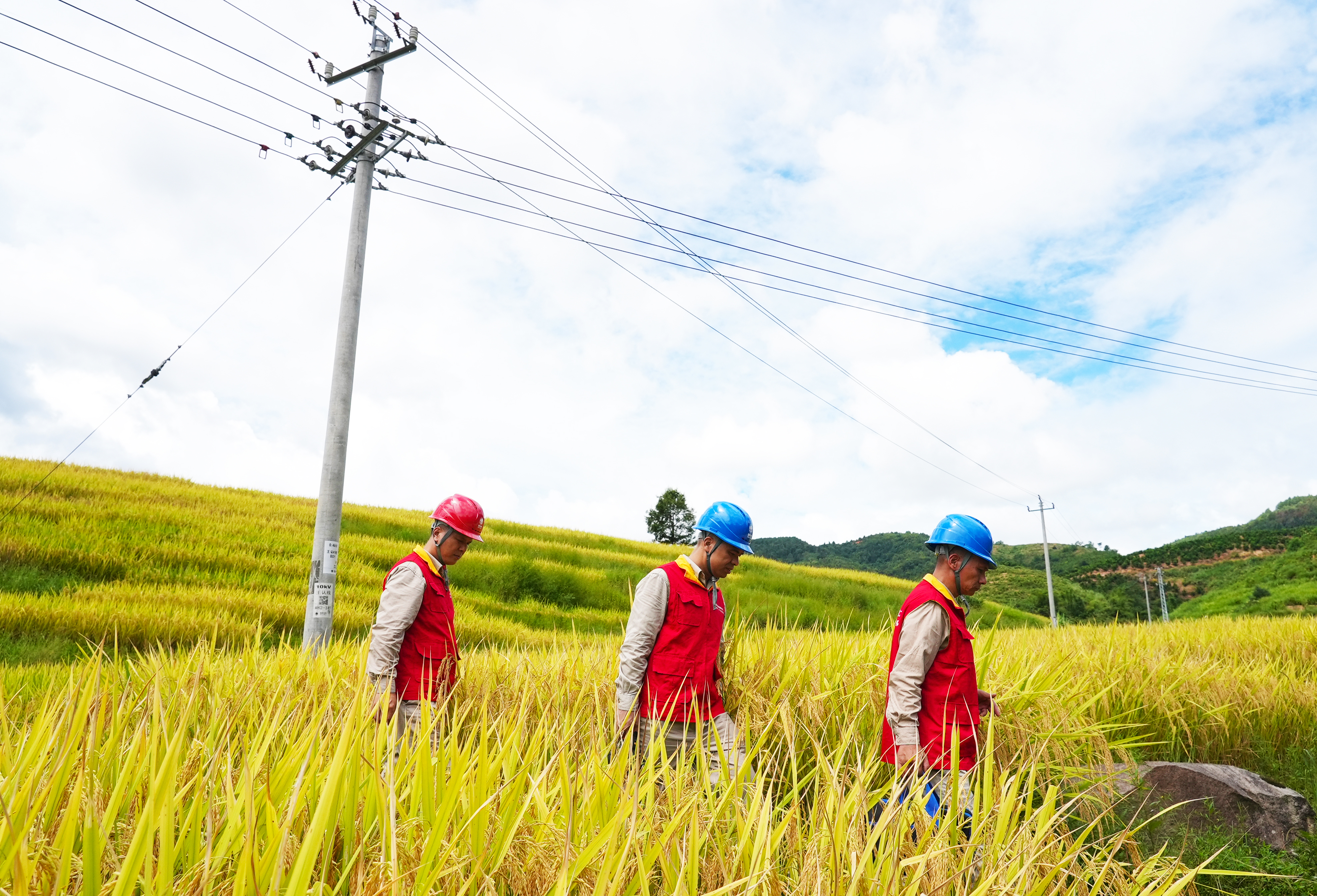9月19日國網(wǎng)福州供電公司步洋供電所員工在福建省福州市羅源縣洪洋鄉(xiāng)王認(rèn)村對涉農(nóng)線路進(jìn)行特巡，確保當(dāng)?shù)?70多畝水稻豐收季節(jié)供電的安全可靠（陳德鈞）7.jpg