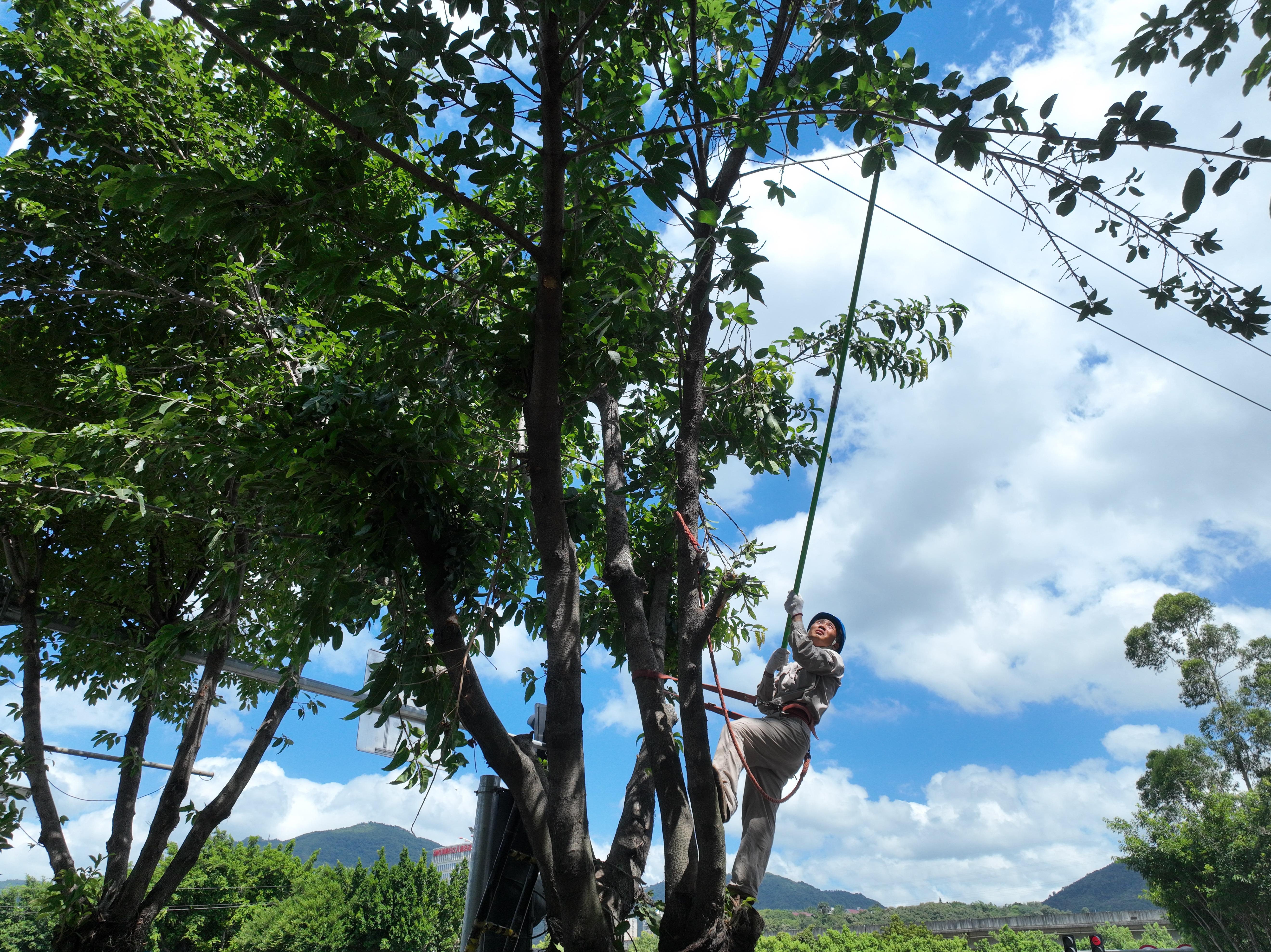 7月6日國網(wǎng)福州供電公司配電運維人員在福州市晉安區(qū)審知路對10千伏<span id=
