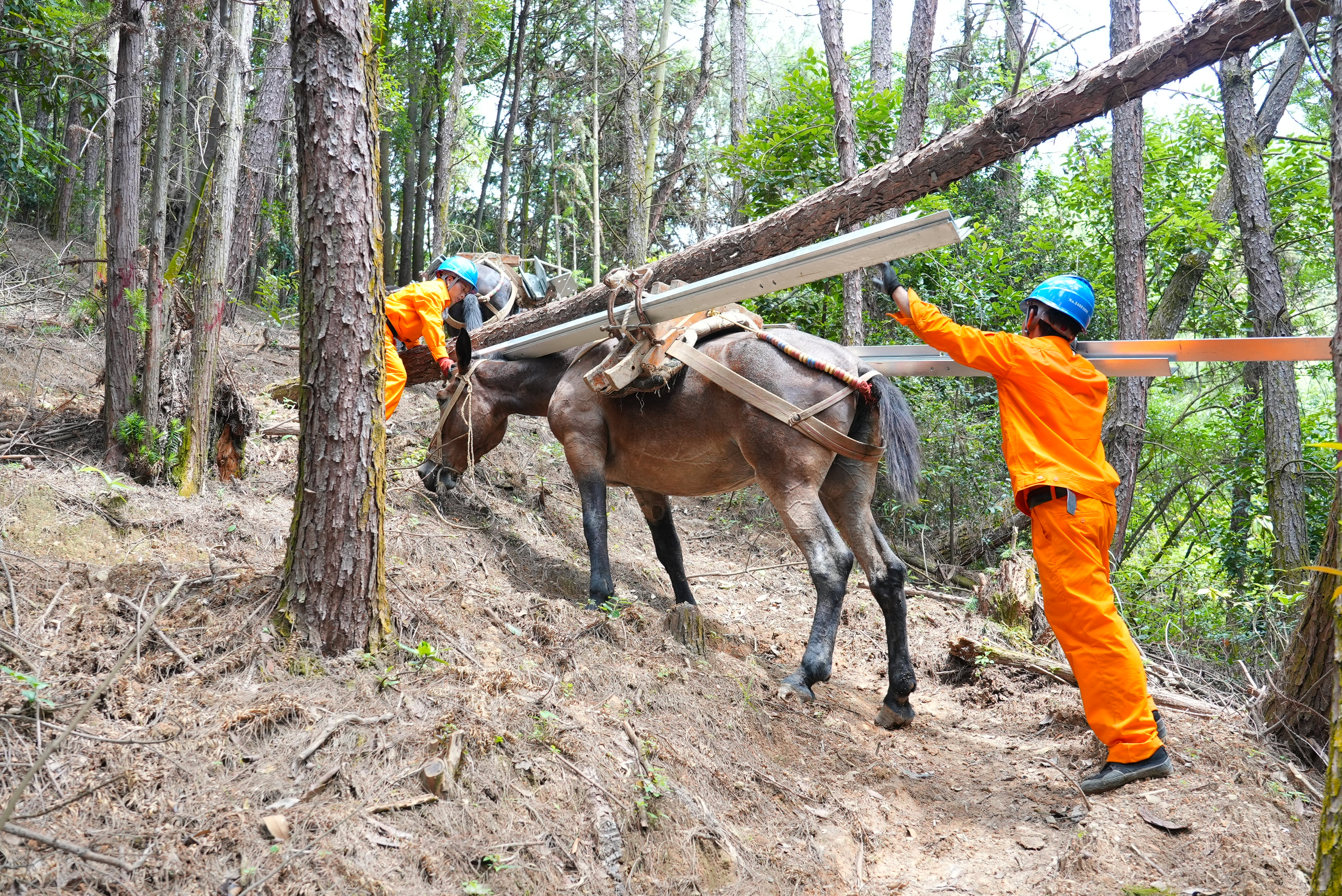 7月2日國網福州供電公司施工人員在福建省福州市閩清縣白樟鎮(zhèn)半山村使用騾馬為220千伏白<span id=