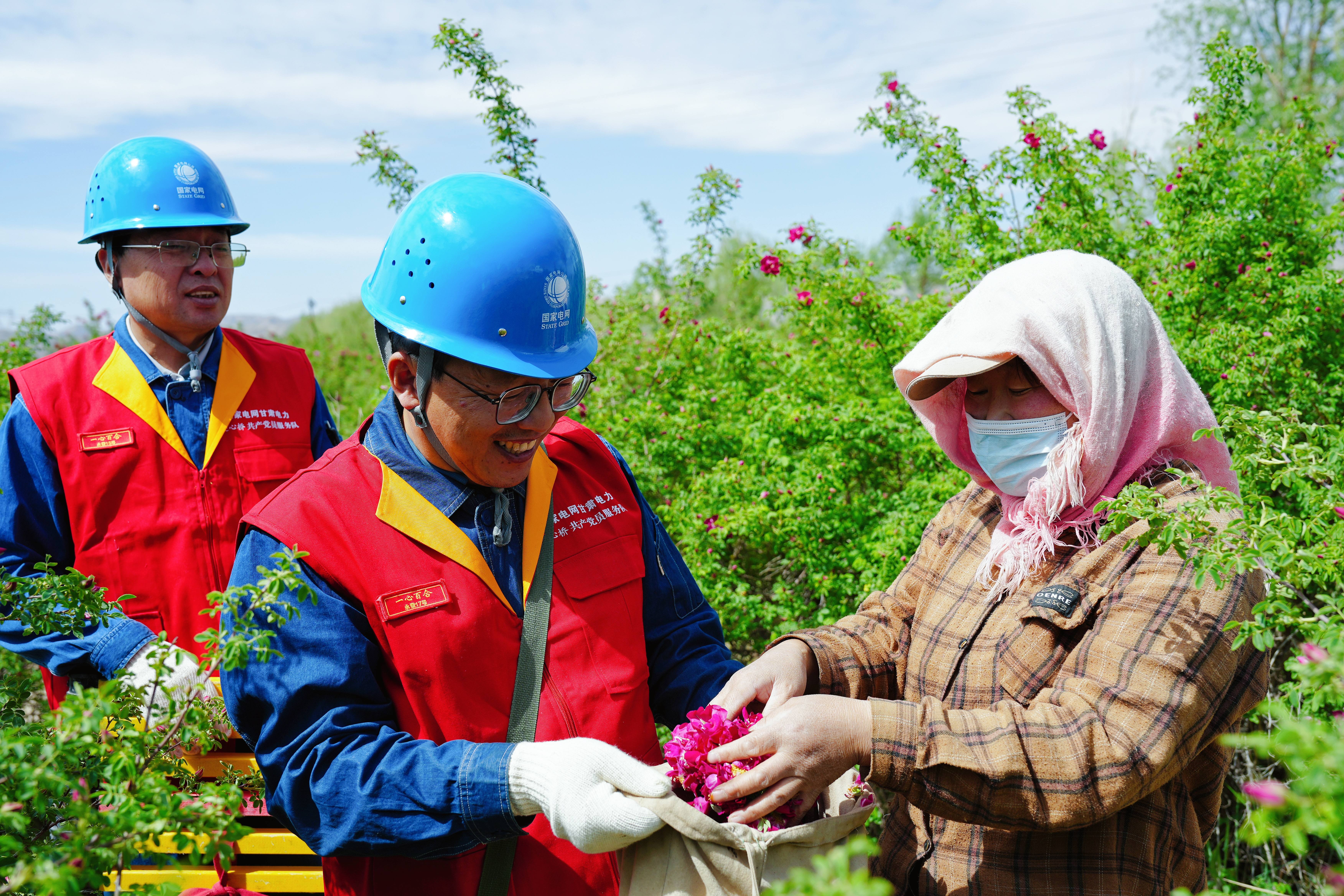 國網(wǎng)蘭州供電公司黨員服務(wù)隊隊員在永登縣大同鎮(zhèn)王家坪村西部玫瑰谷幫助種植戶采摘玫瑰，并宣傳安全用知識。史雙絢攝.jpg